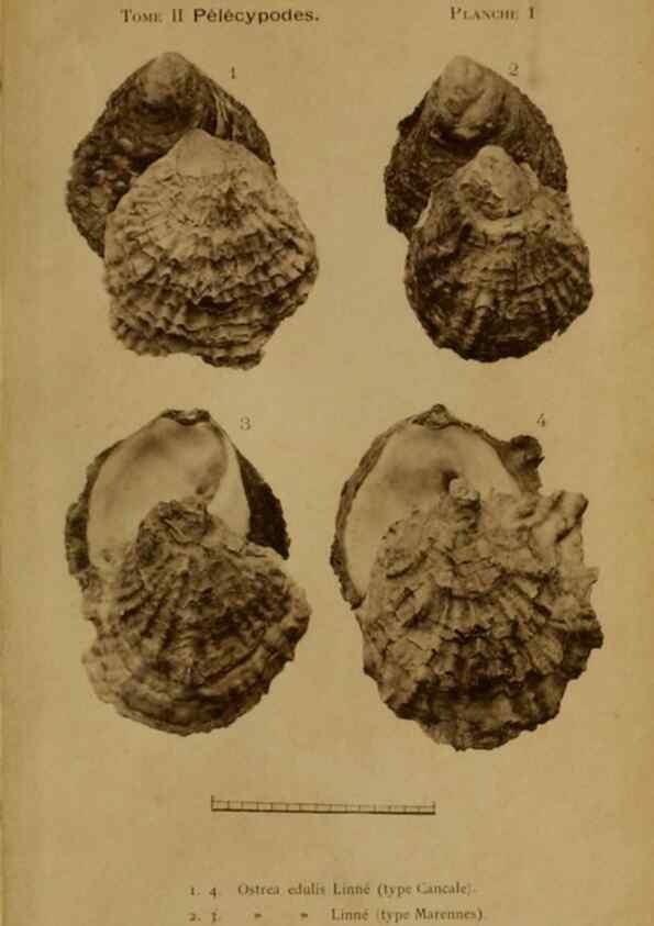 Reproducción/Reproduction 49807261817: Les mollusques marins du Roussillon. Paris :J.-B. Baillière,[1882]-[1898]. 