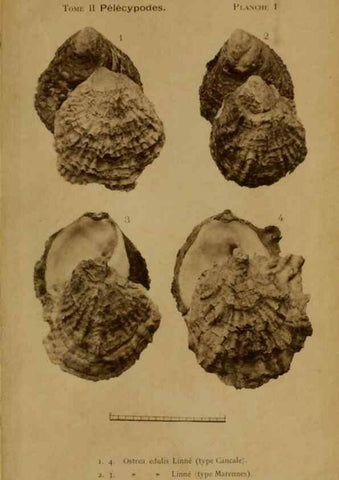 Reproducción/Reproduction 49807261817: Les mollusques marins du Roussillon. Paris :J.-B. Baillière,[1882]-[1898]. 