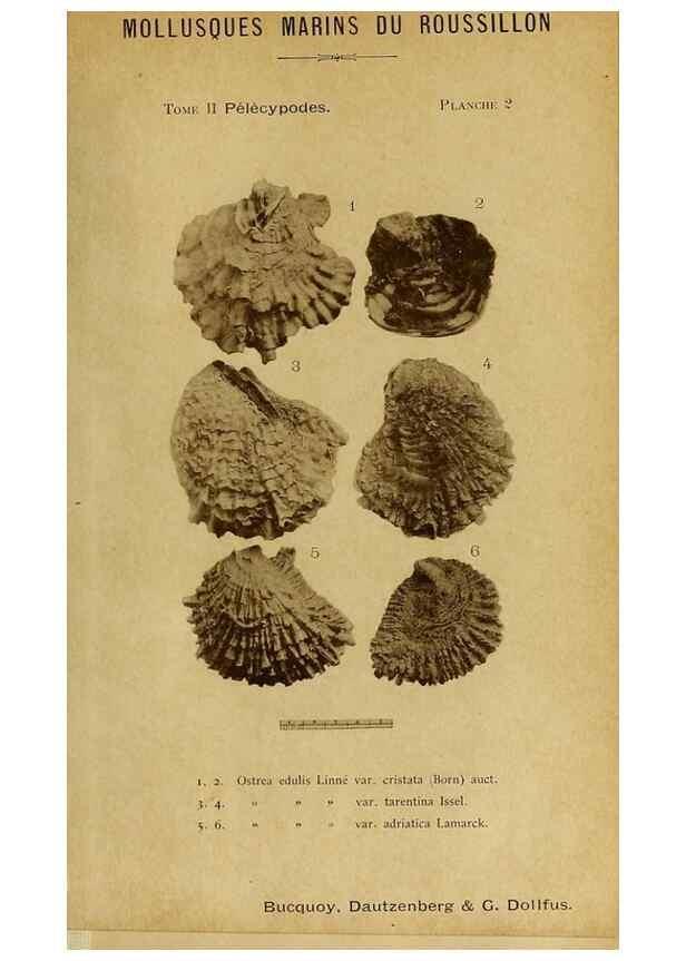 Reproducción/Reproduction 49806397083: Les mollusques marins du Roussillon. Paris :J.-B. Baillière,[1882]-[1898]. 