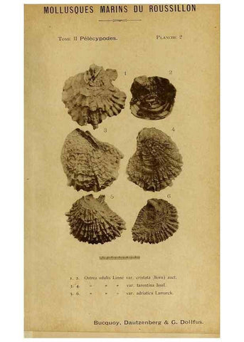 Reproducción/Reproduction 49806397083: Les mollusques marins du Roussillon. Paris :J.-B. Baillière,[1882]-[1898]. 
