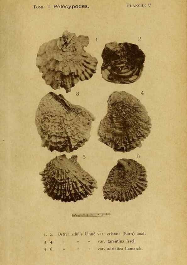 Reproducción/Reproduction 49806397083: Les mollusques marins du Roussillon. Paris :J.-B. Baillière,[1882]-[1898]. 