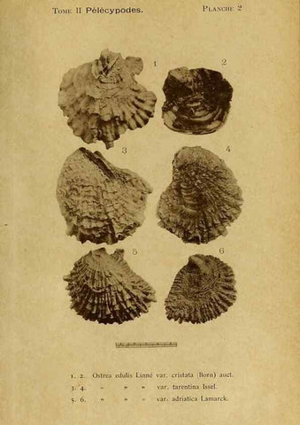 Reproducción/Reproduction 49806397083: Les mollusques marins du Roussillon. Paris :J.-B. Baillière,[1882]-[1898]. 