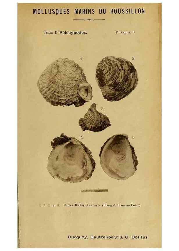 Reproducción/Reproduction 49806952651: Les mollusques marins du Roussillon. Paris :J.-B. Baillière,[1882]-[1898]. 