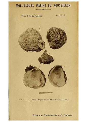 Reproducción/Reproduction 49806952651: Les mollusques marins du Roussillon. Paris :J.-B. Baillière,[1882]-[1898]. 