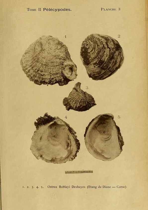 Reproducción/Reproduction 49806952651: Les mollusques marins du Roussillon. Paris :J.-B. Baillière,[1882]-[1898]. 