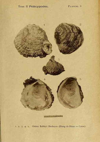 Reproducción/Reproduction 49806952651: Les mollusques marins du Roussillon. Paris :J.-B. Baillière,[1882]-[1898]. 