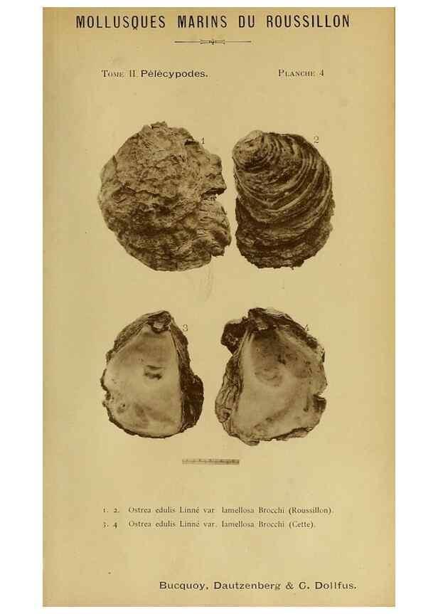 Reproducción/Reproduction 49807262687: Les mollusques marins du Roussillon. Paris :J.-B. Baillière,[1882]-[1898]. 