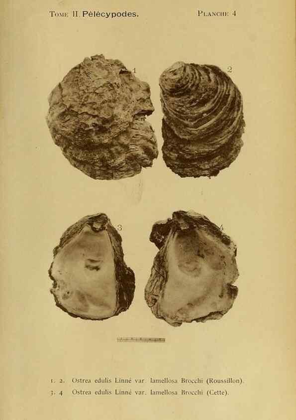 Reproducción/Reproduction 49807262687: Les mollusques marins du Roussillon. Paris :J.-B. Baillière,[1882]-[1898]. 
