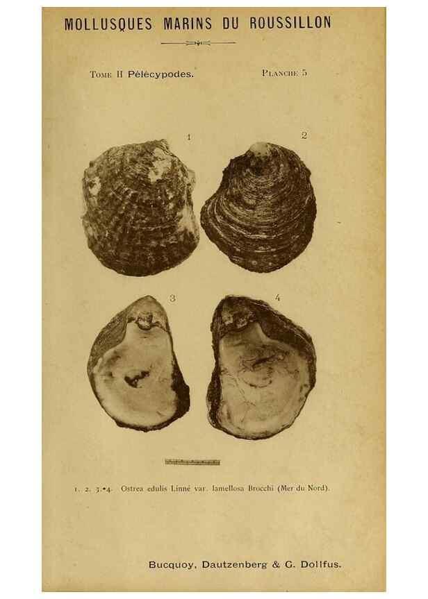 Reproducción/Reproduction 49806953241: Les mollusques marins du Roussillon. Paris :J.-B. Baillière,[1882]-[1898]. 