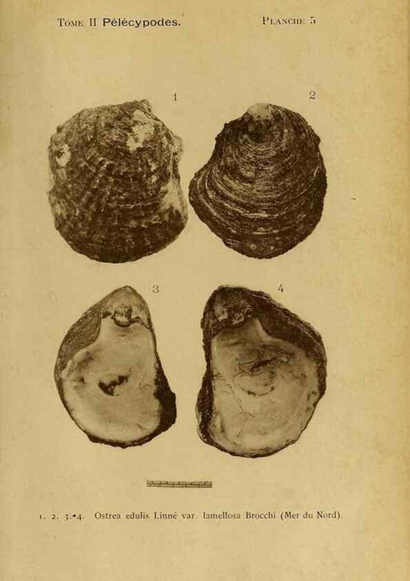 Reproducción/Reproduction 49806953241: Les mollusques marins du Roussillon. Paris :J.-B. Baillière,[1882]-[1898]. 