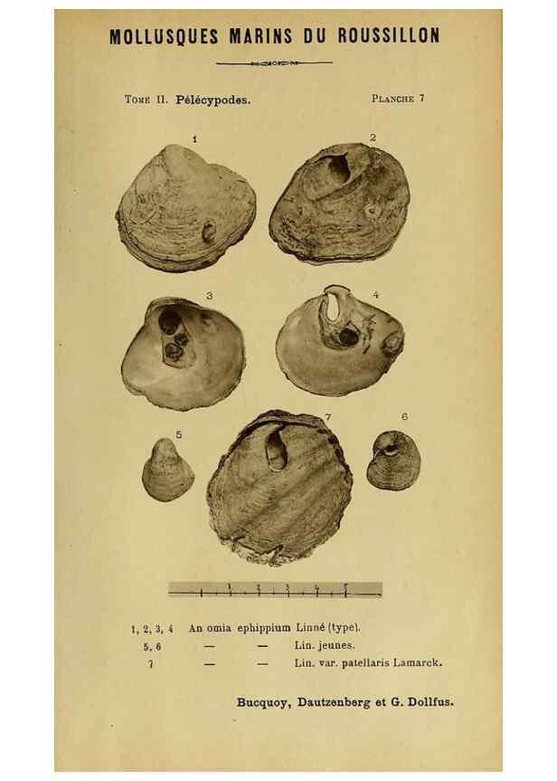 Reproducción/Reproduction 49806398408: Les mollusques marins du Roussillon. Paris :J.-B. Baillière,[1882]-[1898]. 