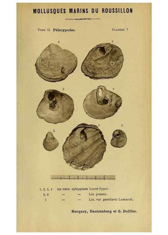 Reproducción/Reproduction 49806398408: Les mollusques marins du Roussillon. Paris :J.-B. Baillière,[1882]-[1898]. 