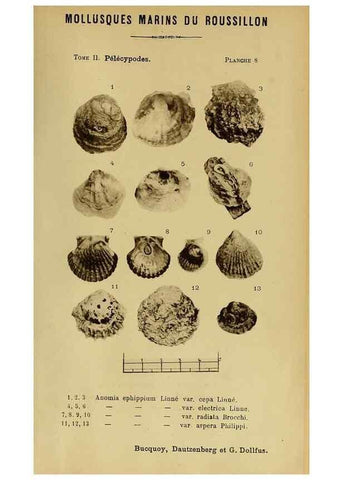 Reproducción/Reproduction 49807263877: Les mollusques marins du Roussillon. Paris :J.-B. Baillière,[1882]-[1898]. 