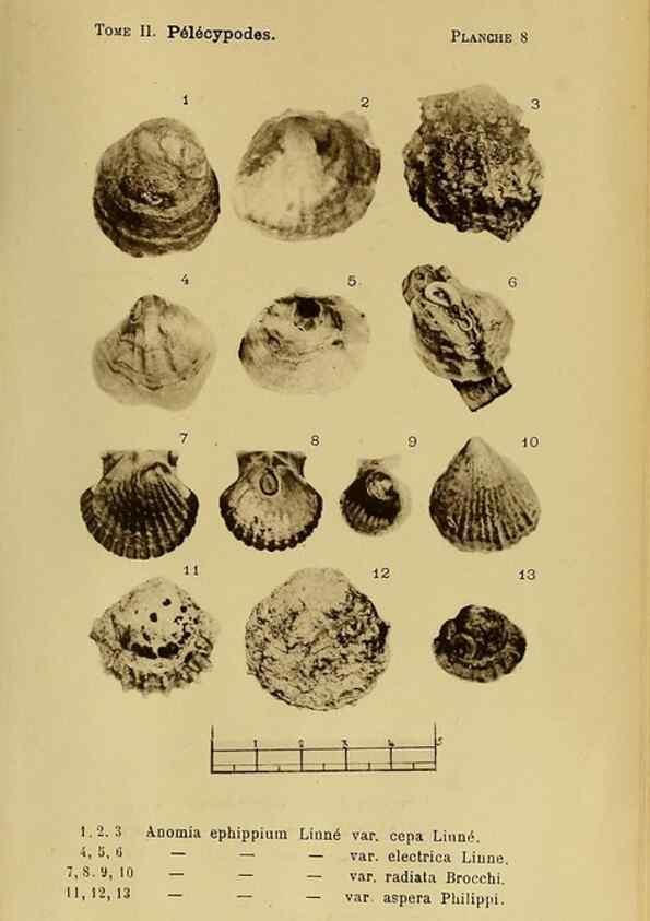 Reproducción/Reproduction 49807263877: Les mollusques marins du Roussillon. Paris :J.-B. Baillière,[1882]-[1898]. 