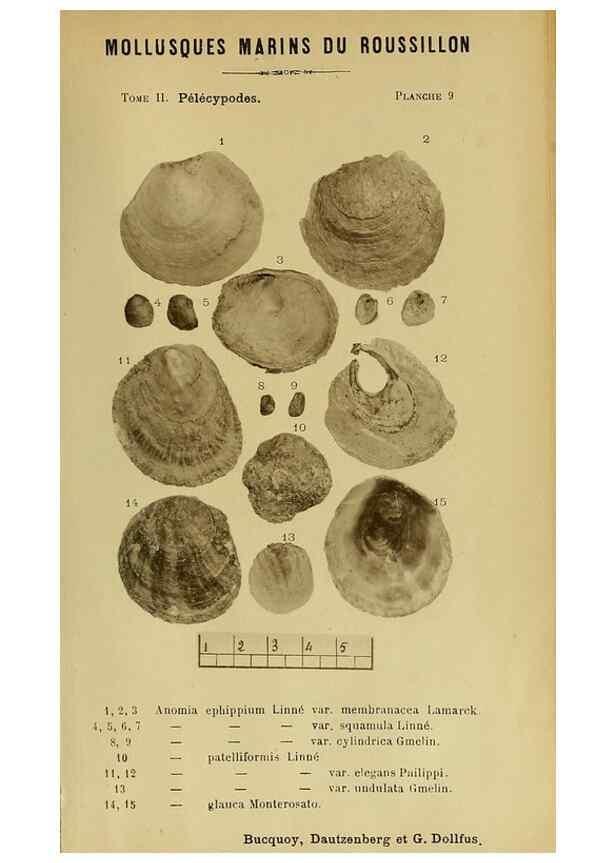 Reproducción/Reproduction 49806954376: Les mollusques marins du Roussillon. Paris :J.-B. Baillière,[1882]-[1898]. 