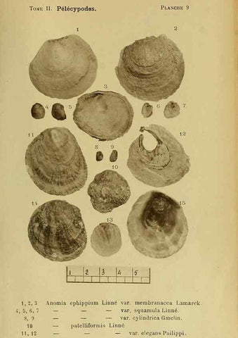 Reproducción/Reproduction 49806954376: Les mollusques marins du Roussillon. Paris :J.-B. Baillière,[1882]-[1898]. 