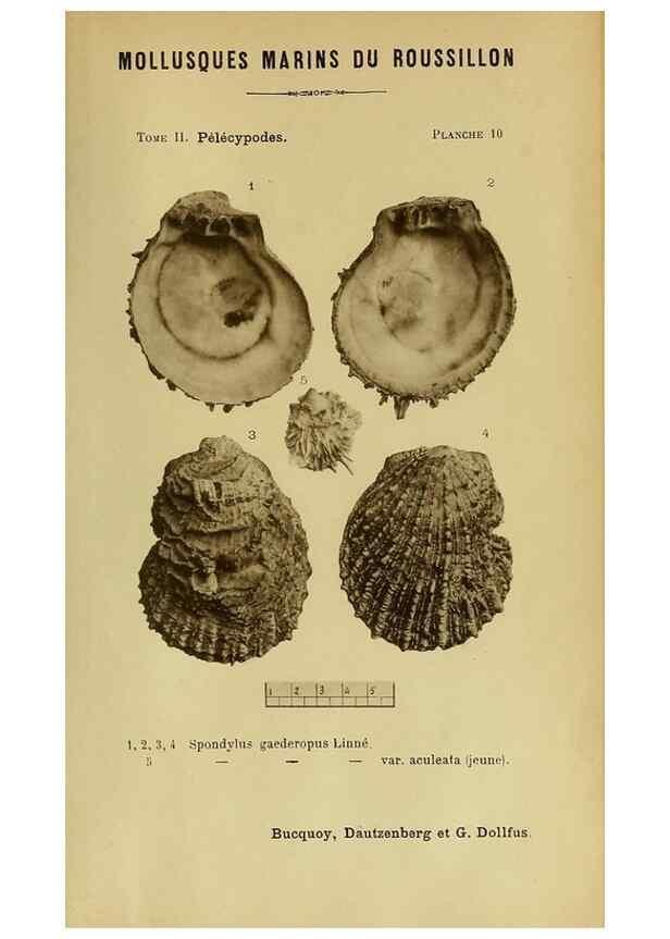 Reproducción/Reproduction 49807264462: Les mollusques marins du Roussillon. Paris :J.-B. Baillière,[1882]-[1898]. 