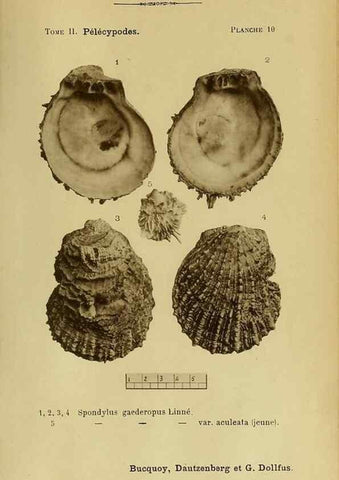 Reproducción/Reproduction 49807264462: Les mollusques marins du Roussillon. Paris :J.-B. Baillière,[1882]-[1898]. 