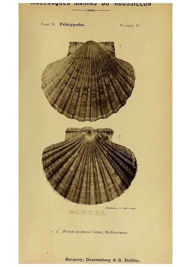 Reproducción/Reproduction 49806399848: Les mollusques marins du Roussillon. Paris :J.-B. Baillière,[1882]-[1898]. 