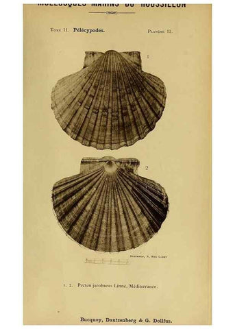 Reproducción/Reproduction 49806399848: Les mollusques marins du Roussillon. Paris :J.-B. Baillière,[1882]-[1898]. 