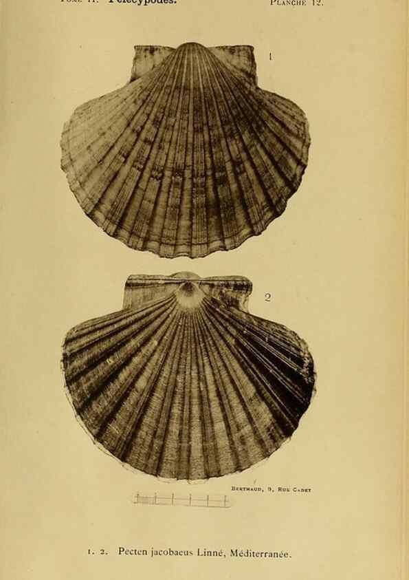 Reproducción/Reproduction 49806399848: Les mollusques marins du Roussillon. Paris :J.-B. Baillière,[1882]-[1898]. 