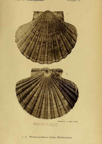 Reproducción/Reproduction 49806399848: Les mollusques marins du Roussillon. Paris :J.-B. Baillière,[1882]-[1898]. 