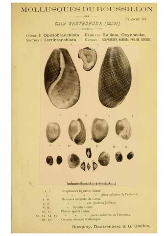 Reproducción/Reproduction 49807170277: Les mollusques marins du Roussillon. Paris :J.-B. Baillière,[1882]-[1898]. 