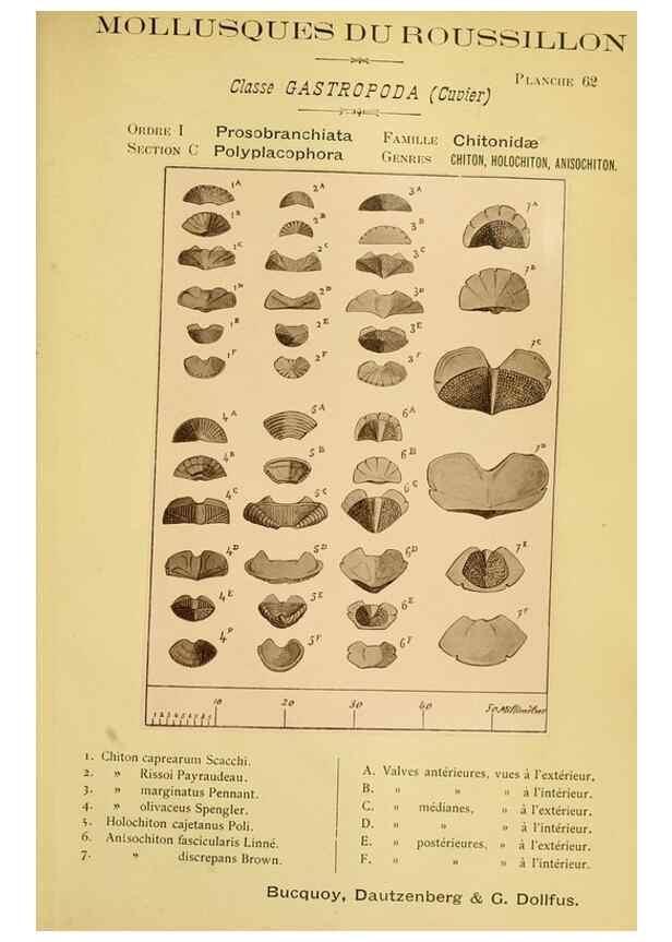 Reproducción/Reproduction 49807170037: Les mollusques marins du Roussillon. Paris :J.-B. Baillière,[1882]-[1898]. 