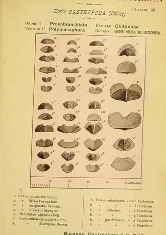 Reproducción/Reproduction 49807170037: Les mollusques marins du Roussillon. Paris :J.-B. Baillière,[1882]-[1898]. 