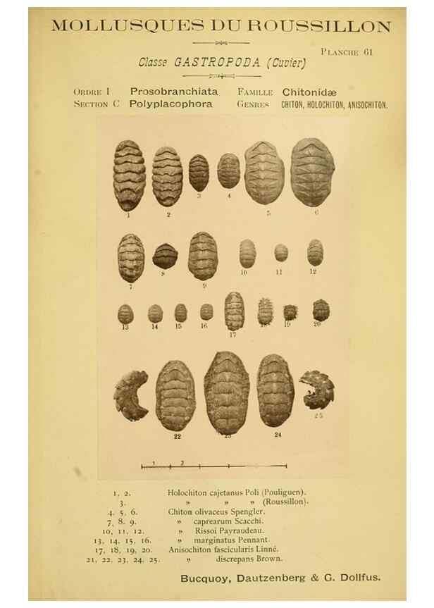 Reproducción/Reproduction 49806857996: Les mollusques marins du Roussillon. Paris :J.-B. Baillière,[1882]-[1898]. 