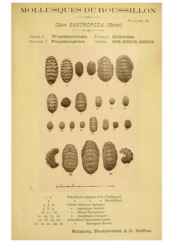 Reproducción/Reproduction 49806857996: Les mollusques marins du Roussillon. Paris :J.-B. Baillière,[1882]-[1898]. 