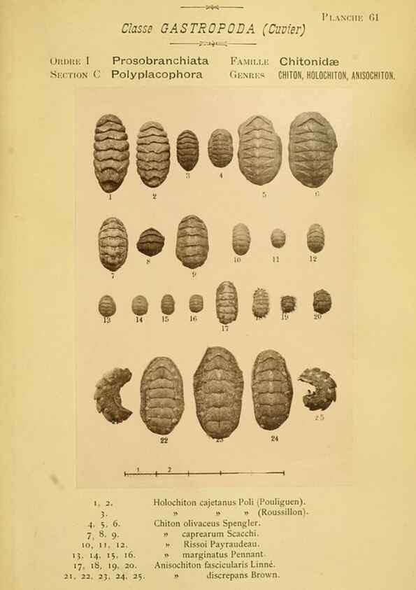 Reproducción/Reproduction 49806857996: Les mollusques marins du Roussillon. Paris :J.-B. Baillière,[1882]-[1898]. 