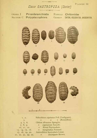 Reproducción/Reproduction 49806857996: Les mollusques marins du Roussillon. Paris :J.-B. Baillière,[1882]-[1898]. 