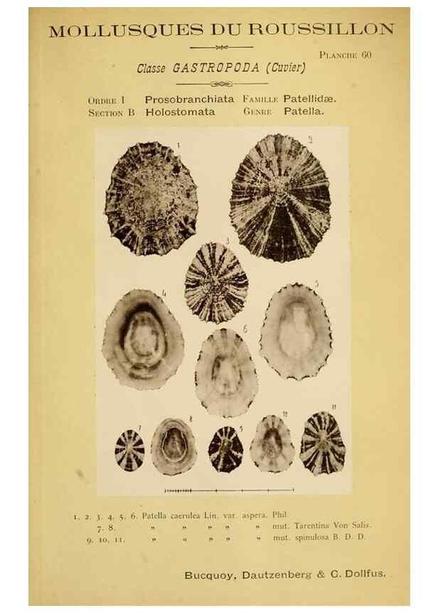 Reproducción/Reproduction 49806857841: Les mollusques marins du Roussillon. Paris :J.-B. Baillière,[1882]-[1898]. 