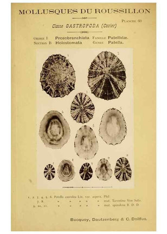 Reproducción/Reproduction 49806857841: Les mollusques marins du Roussillon. Paris :J.-B. Baillière,[1882]-[1898]. 