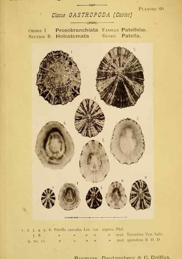 Reproducción/Reproduction 49806857841: Les mollusques marins du Roussillon. Paris :J.-B. Baillière,[1882]-[1898]. 