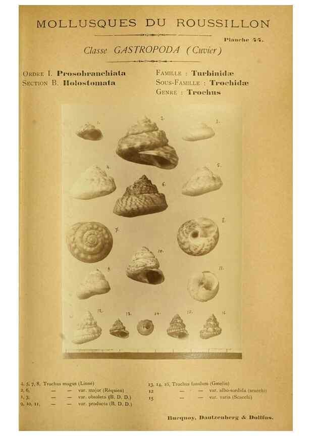 Reproducción/Reproduction 49806853541: Les mollusques marins du Roussillon. Paris :J.-B. Baillière,[1882]-[1898]. 