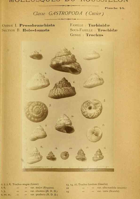 Reproducción/Reproduction 49806853541: Les mollusques marins du Roussillon. Paris :J.-B. Baillière,[1882]-[1898]. 