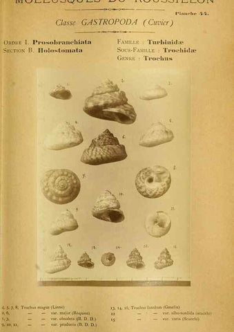 Reproducción/Reproduction 49806853541: Les mollusques marins du Roussillon. Paris :J.-B. Baillière,[1882]-[1898]. 