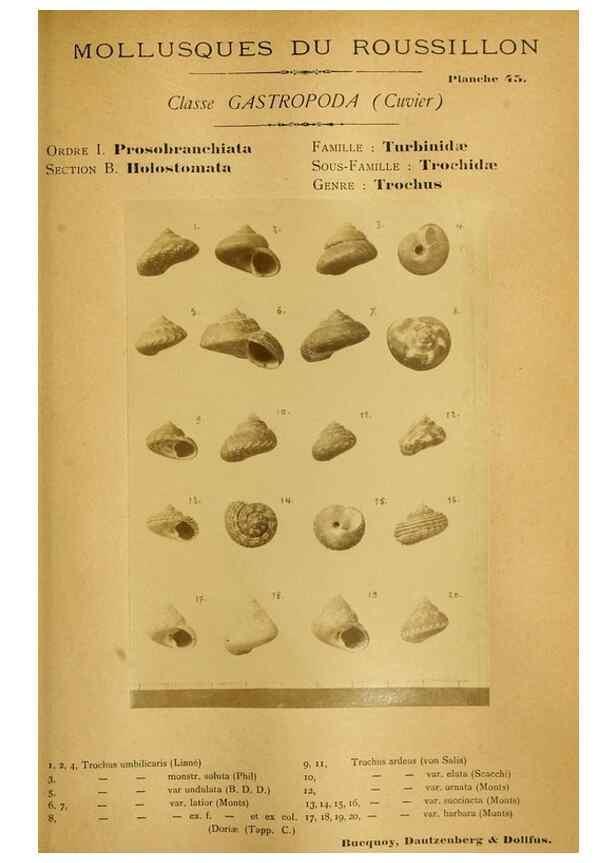 Reproducción/Reproduction 49807165777: Les mollusques marins du Roussillon. Paris :J.-B. Baillière,[1882]-[1898]. 