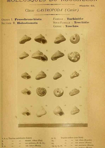 Reproducción/Reproduction 49807165777: Les mollusques marins du Roussillon. Paris :J.-B. Baillière,[1882]-[1898]. 