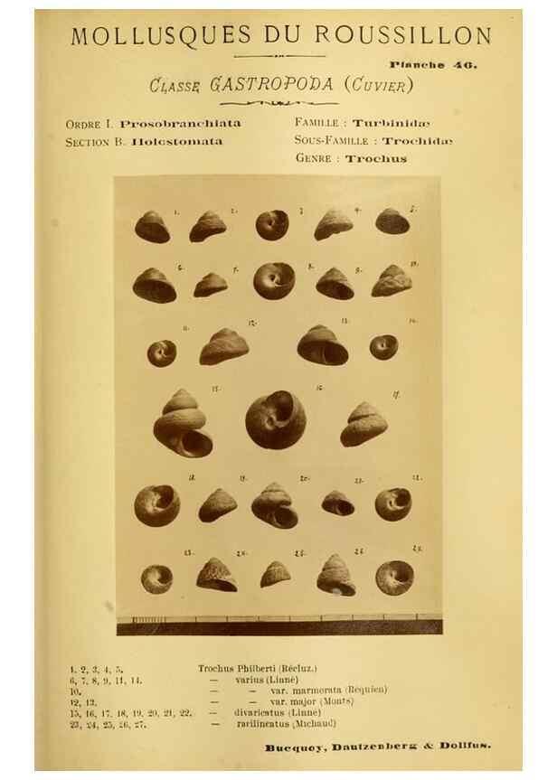 Reproducción/Reproduction 49807166017: Les mollusques marins du Roussillon. Paris :J.-B. Baillière,[1882]-[1898]. 