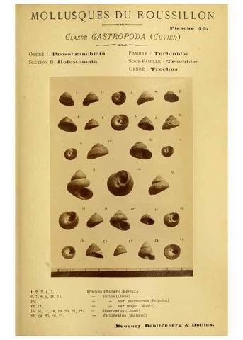 Reproducción/Reproduction 49807166017: Les mollusques marins du Roussillon. Paris :J.-B. Baillière,[1882]-[1898]. 