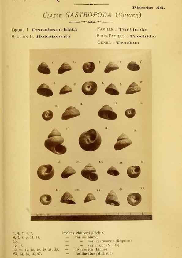 Reproducción/Reproduction 49807166017: Les mollusques marins du Roussillon. Paris :J.-B. Baillière,[1882]-[1898]. 