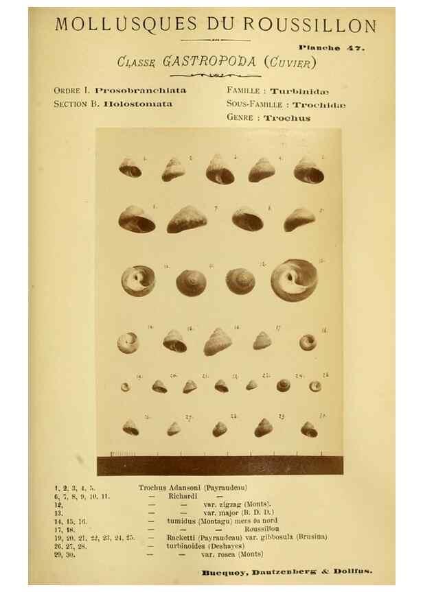 Reproducción/Reproduction 49806854436: Les mollusques marins du Roussillon. Paris :J.-B. Baillière,[1882]-[1898]. 
