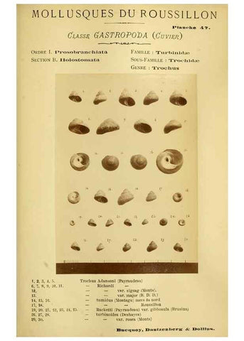 Reproducción/Reproduction 49806854436: Les mollusques marins du Roussillon. Paris :J.-B. Baillière,[1882]-[1898]. 