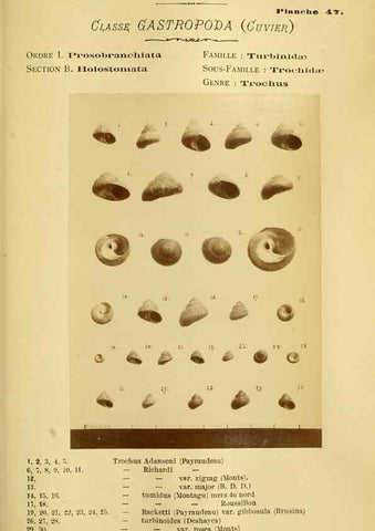 Reproducción/Reproduction 49806854436: Les mollusques marins du Roussillon. Paris :J.-B. Baillière,[1882]-[1898]. 
