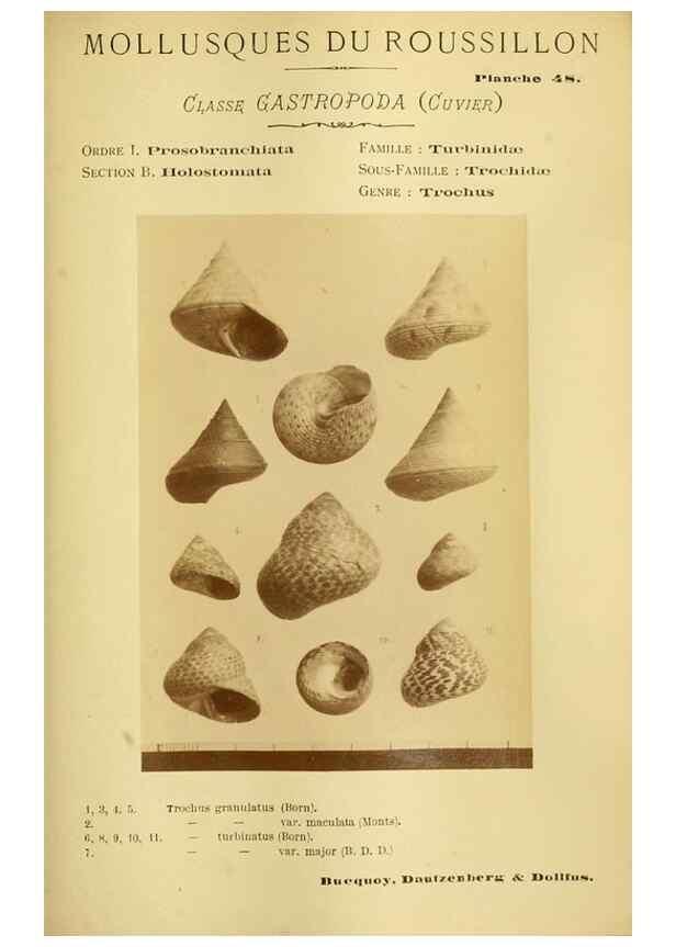 Reproducción/Reproduction 49806301953: Les mollusques marins du Roussillon. Paris :J.-B. Baillière,[1882]-[1898]. 