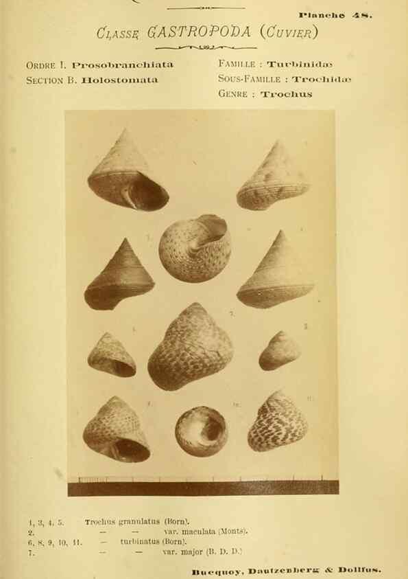 Reproducción/Reproduction 49806301953: Les mollusques marins du Roussillon. Paris :J.-B. Baillière,[1882]-[1898]. 