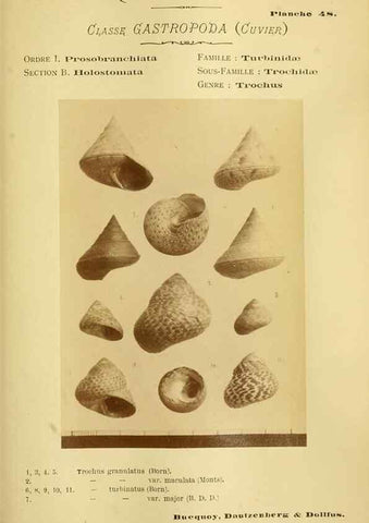 Reproducción/Reproduction 49806301953: Les mollusques marins du Roussillon. Paris :J.-B. Baillière,[1882]-[1898]. 